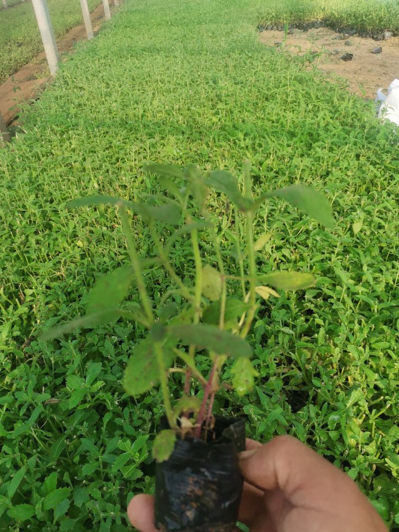 柳叶马鞭草多分支基地直销绿化工程专用苗花海打造