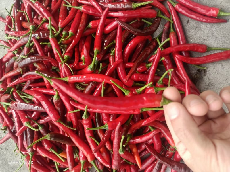 朝天椒苗，艳红辣椒苗，红果亮丽，干鲜两用