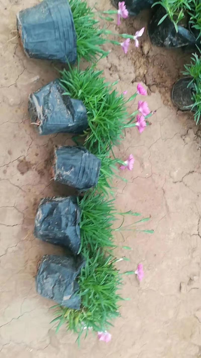 基地直销欧石竹双色盆营养杯穴盘苗