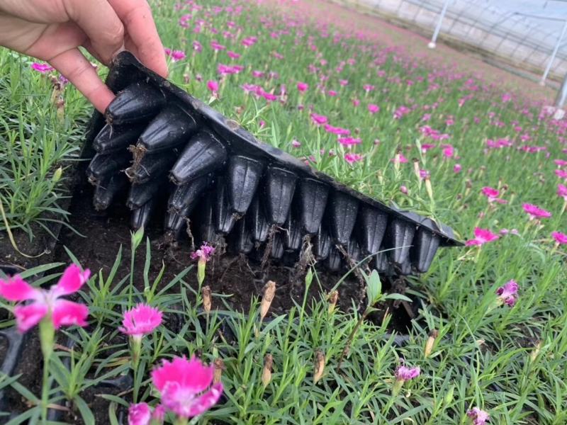 基地直销欧石竹双色盆营养杯穴盘苗