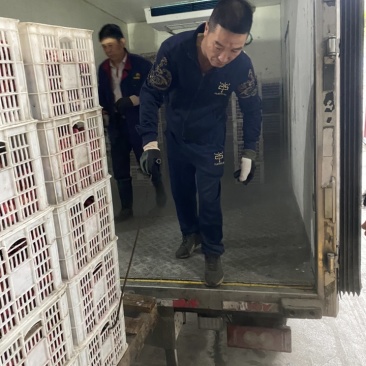 【冰杨梅】产地直销冷冻荸荠杨梅大量供应量大从优