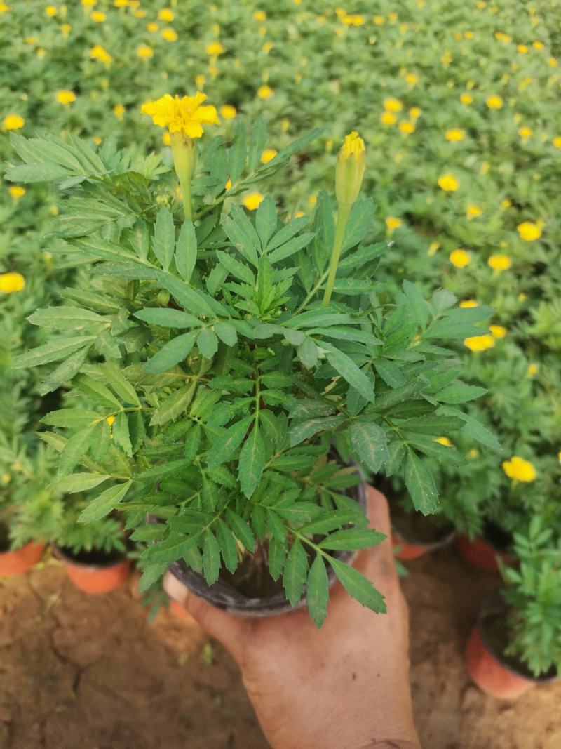孔雀草基地直销双色盆营养杯量大花海打造绿化工程用苗