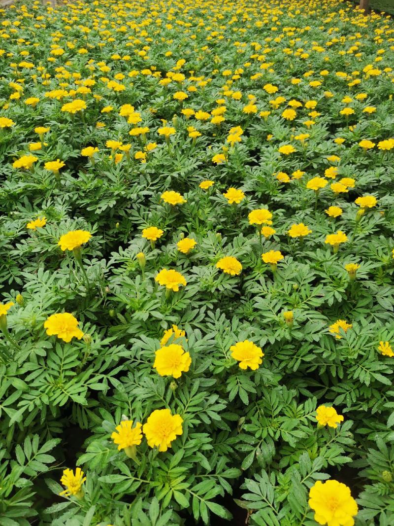 孔雀草基地直销双色盆营养杯量大花海打造绿化工程用苗
