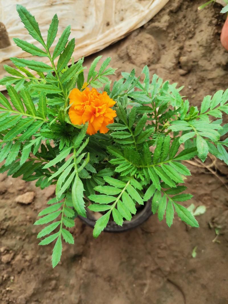 孔雀草基地直销双色盆营养杯量大花海打造绿化工程用苗