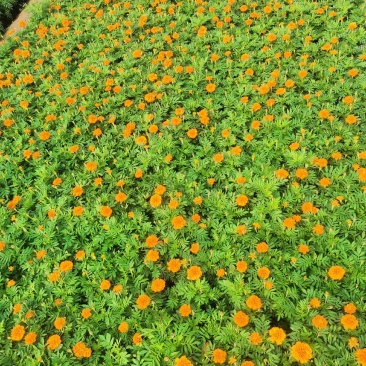 孔雀草基地直销双色盆营养杯量大花海打造绿化工程用苗