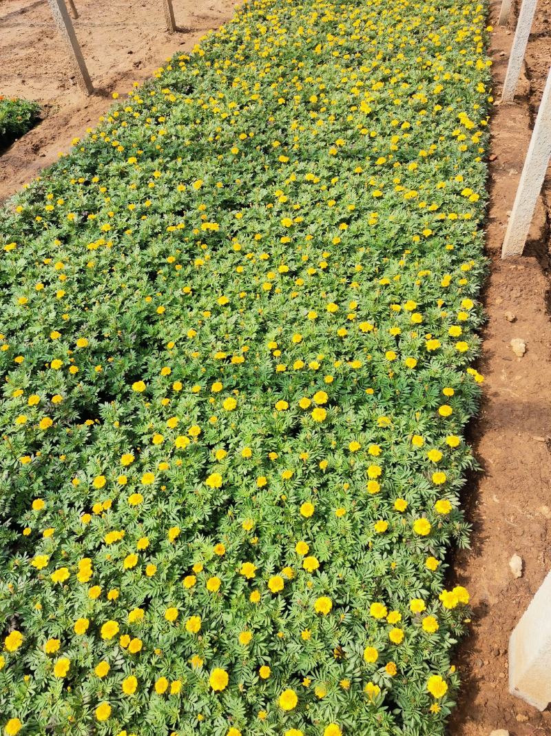 孔雀草基地直销双色盆营养杯量大花海打造绿化工程用苗
