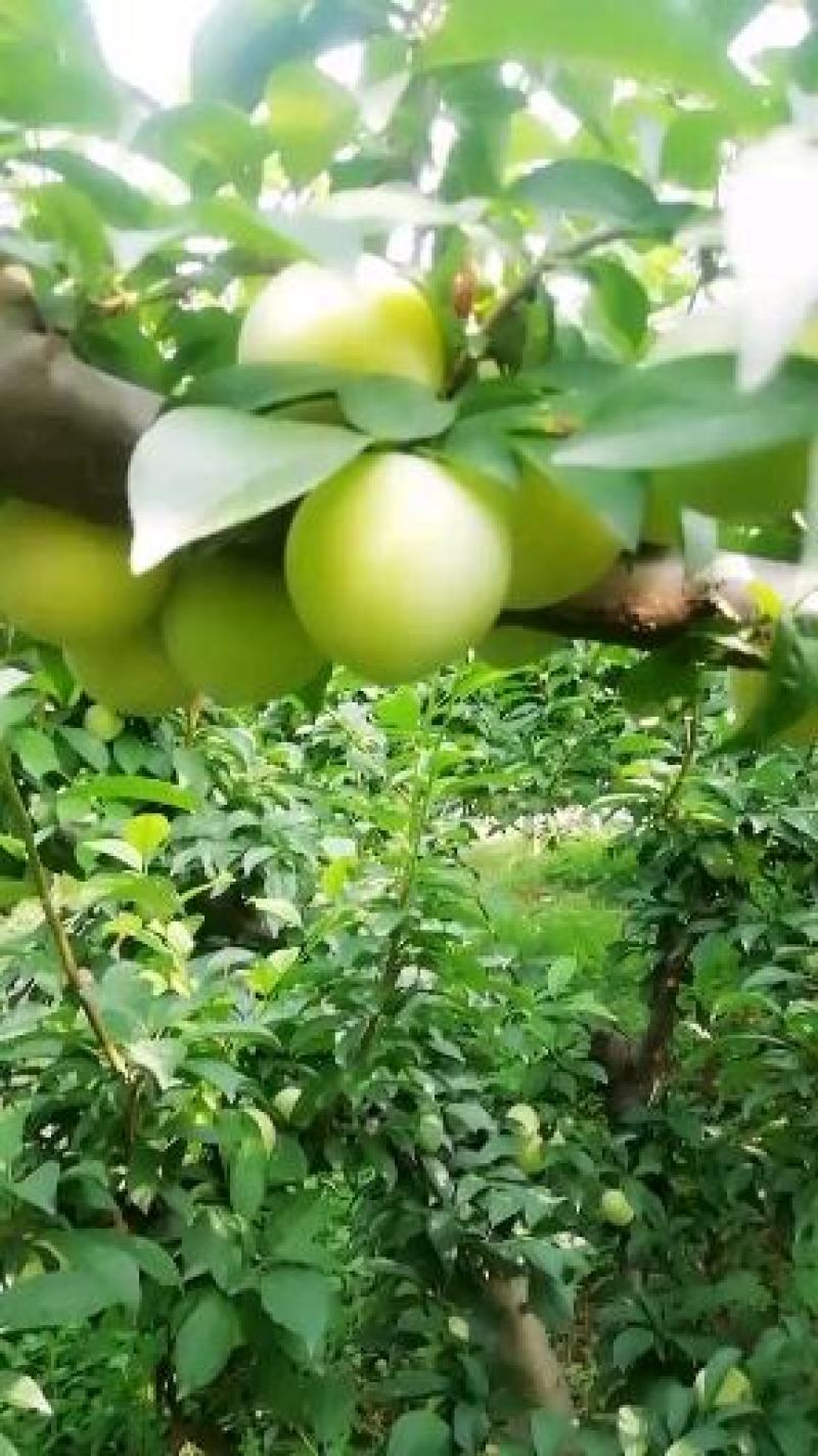 黄李子即将售完，农户直销，果味纯甜，，请联系