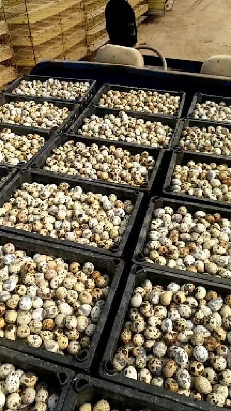 河南焦作精品鹌鹑蛋手工捡蛋，焦作鹌鹑蛋