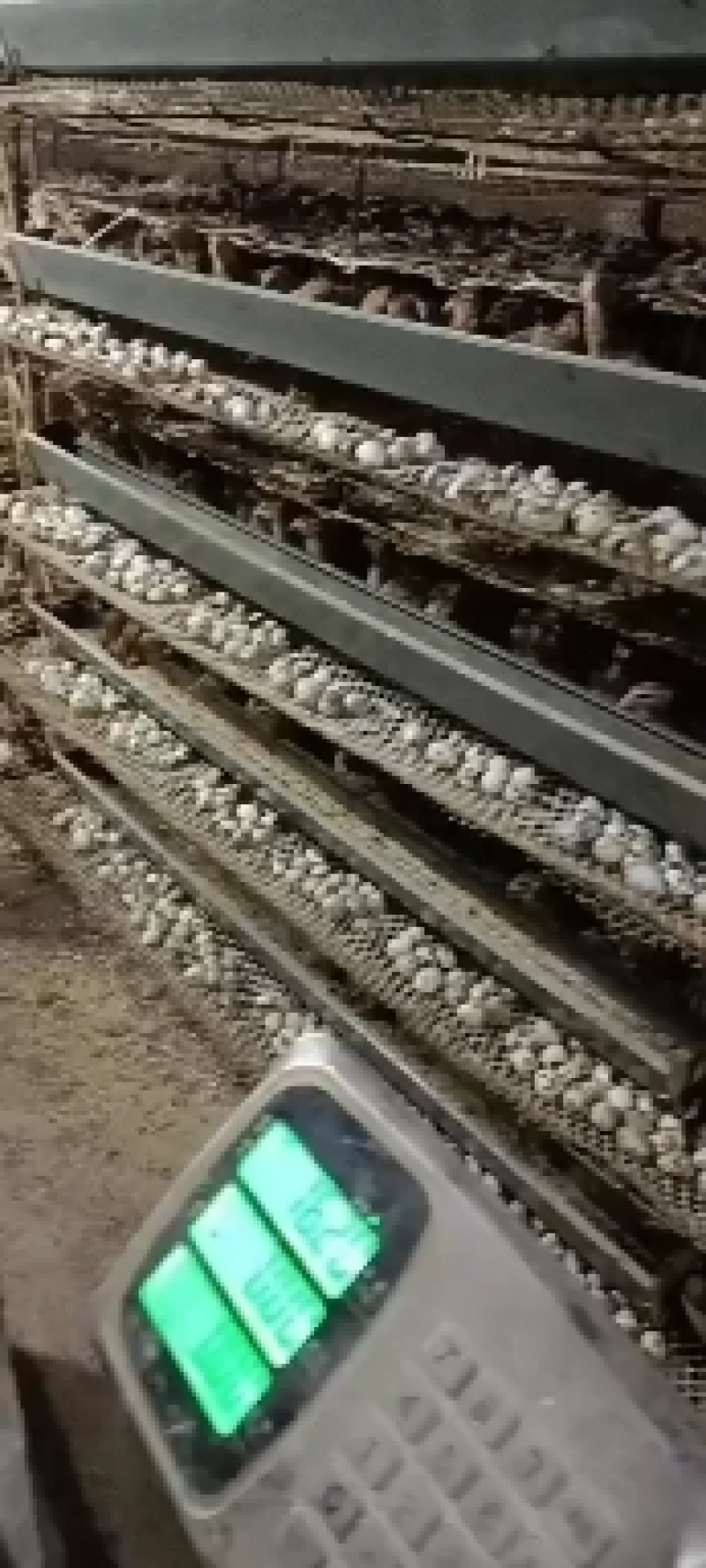 河南焦作精品鹌鹑蛋手工捡蛋，焦作鹌鹑蛋
