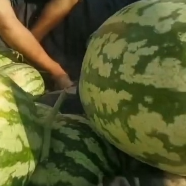 西瓜金成五无籽，有籽，旱原西瓜干嚷乃运输