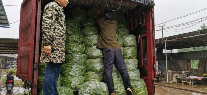 精品杭椒尖椒辣椒大量上市基地直发原产地保质保量视频看货