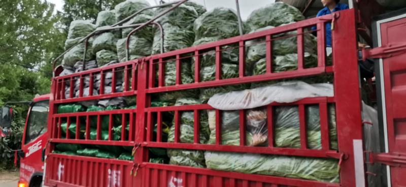 精品杭椒尖椒辣椒大量上市基地直发原产地保质保量视频看货