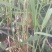盆栽芦苇