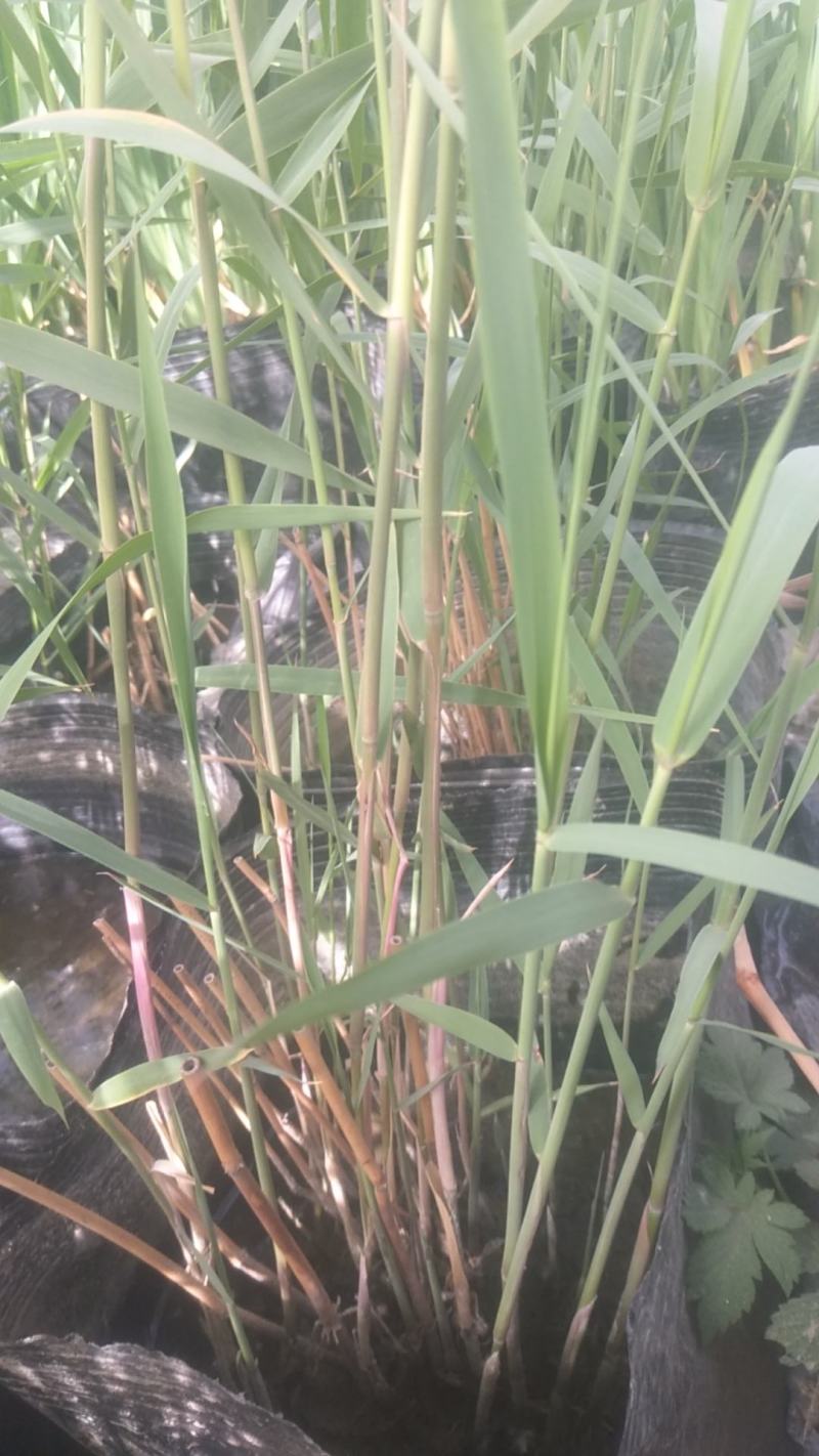 盆栽芦苇