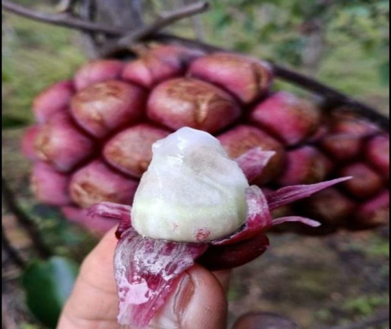 黑老虎