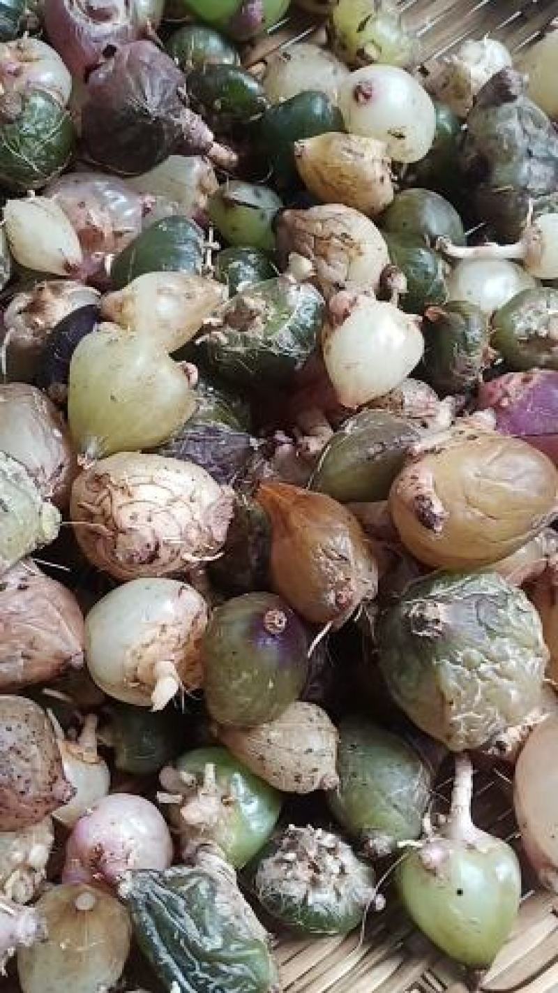 云南野生白芨，常年出售，有大量批发
