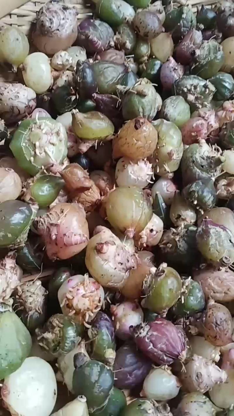 云南野生白芨，常年出售，有大量批发