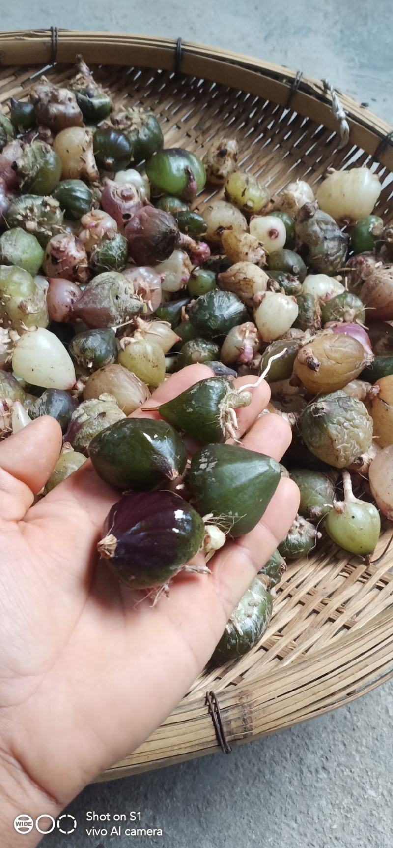 云南野生白芨，常年出售，有大量批发