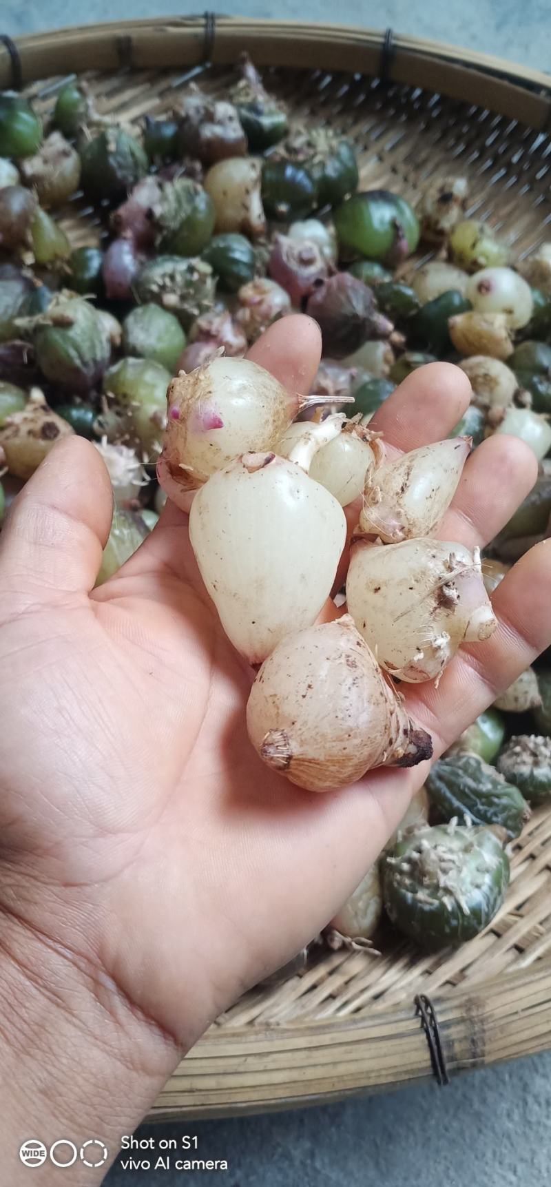 云南野生白芨，常年出售，有大量批发