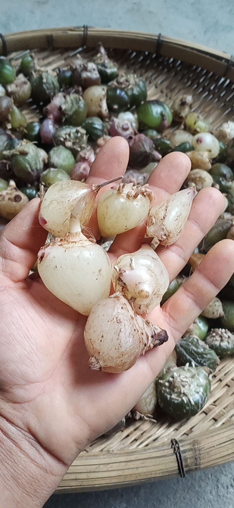 云南野生白芨，常年出售，有大量批发
