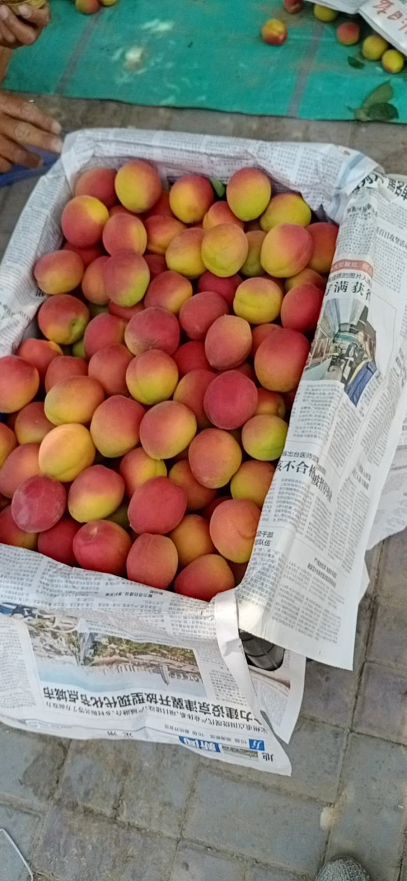 串红