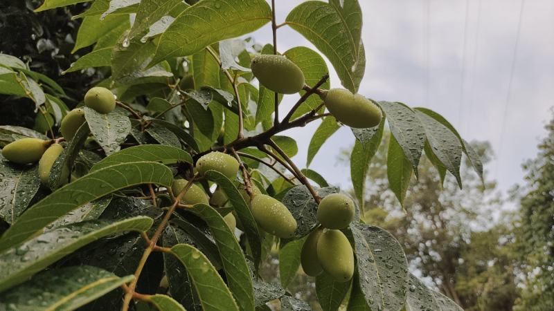 长粒双头尖冬节圆