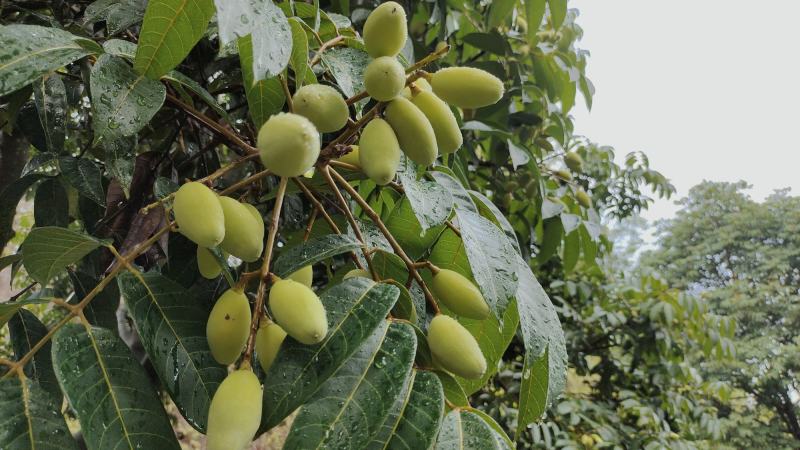 长粒双头尖冬节圆