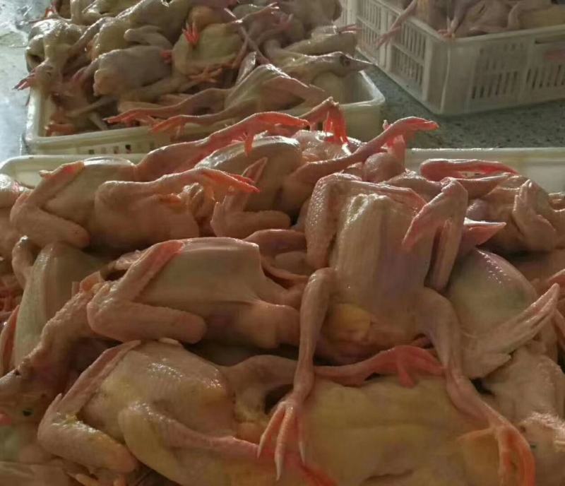 全规格白条乳鸽、鲜冻乳鸽、次品乳鸽、鸽蛋