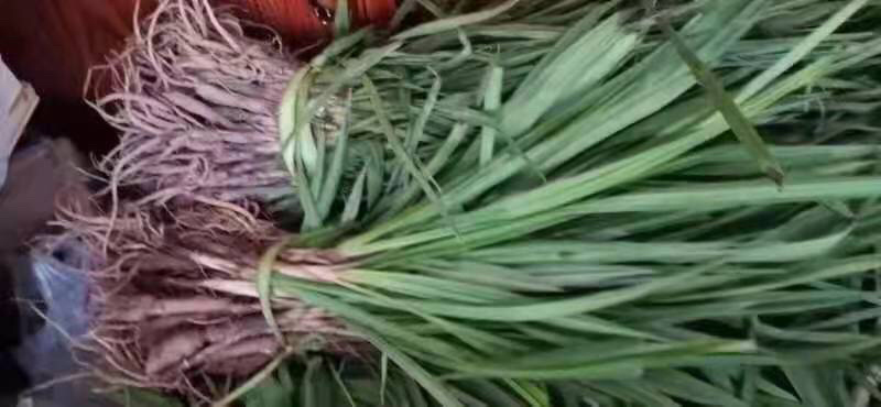 仙茅