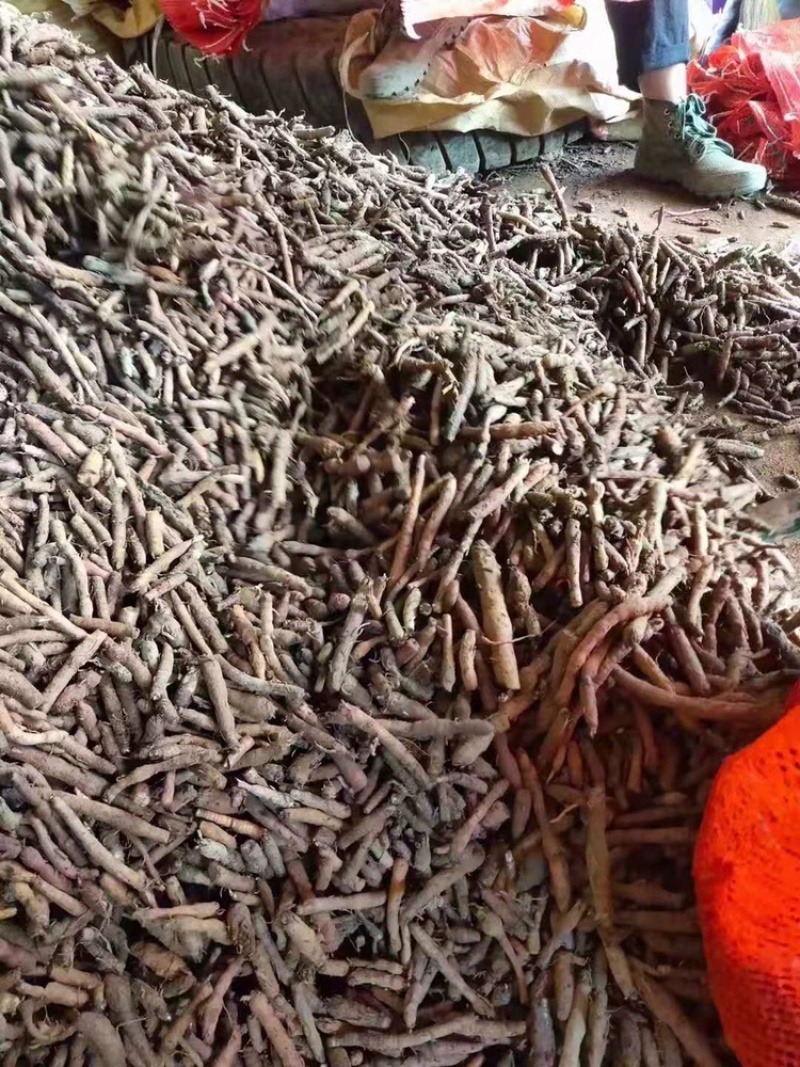 仙茅