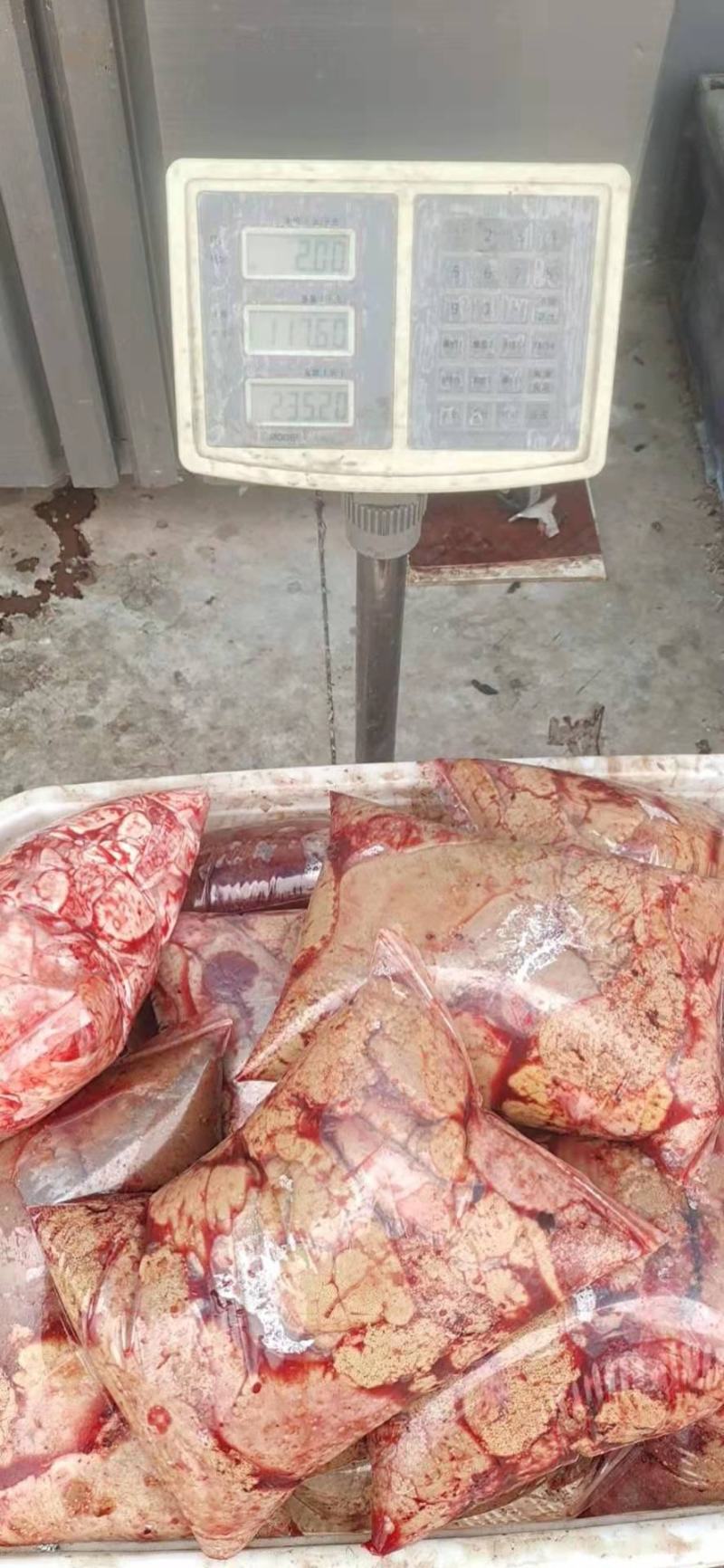 新鲜鲤鱼籽厂家直供货源稳定保质保量诚信经营