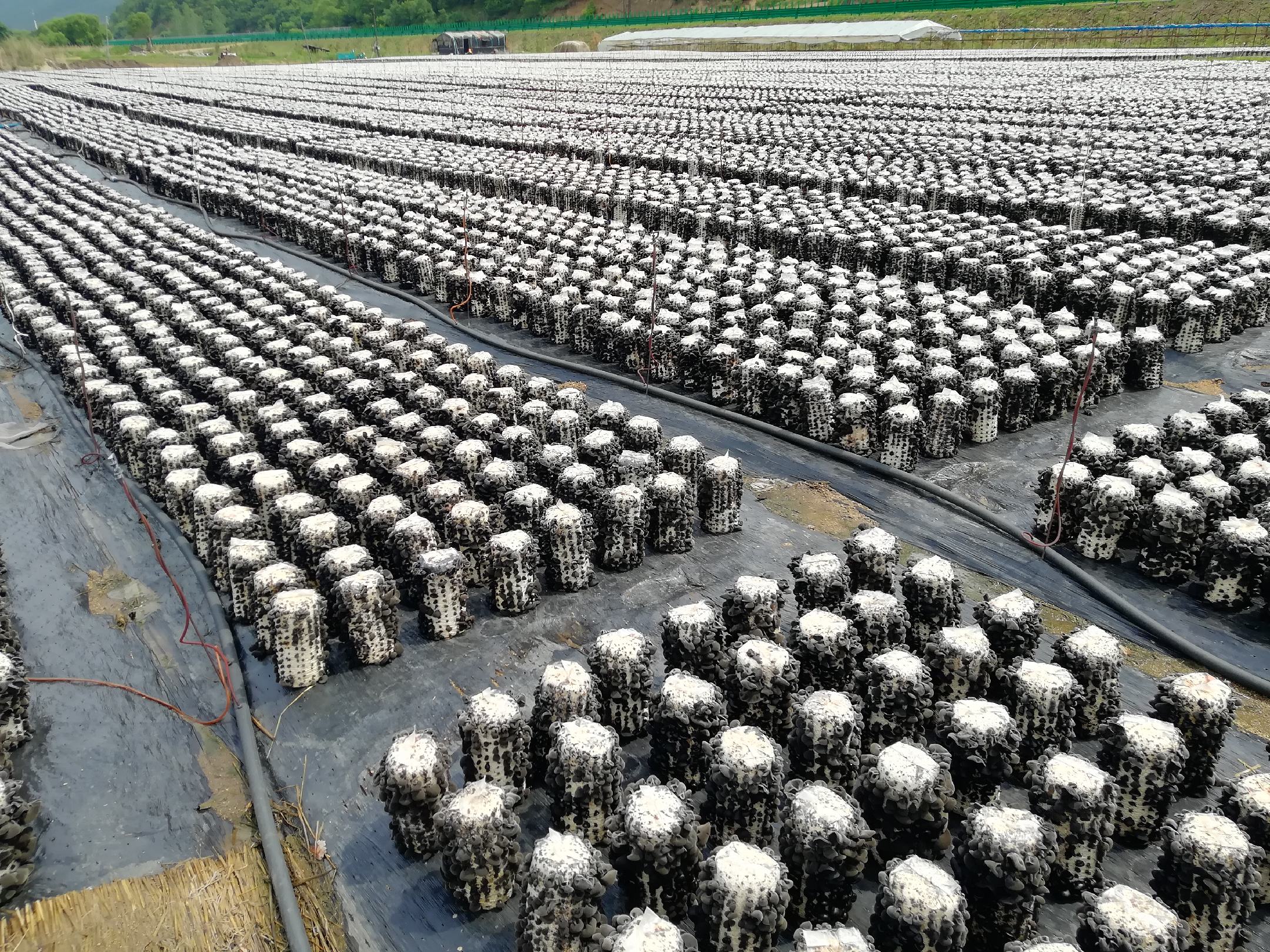 无毛粉木耳种植基地实景图