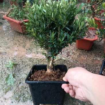 雀舌小叶黄杨