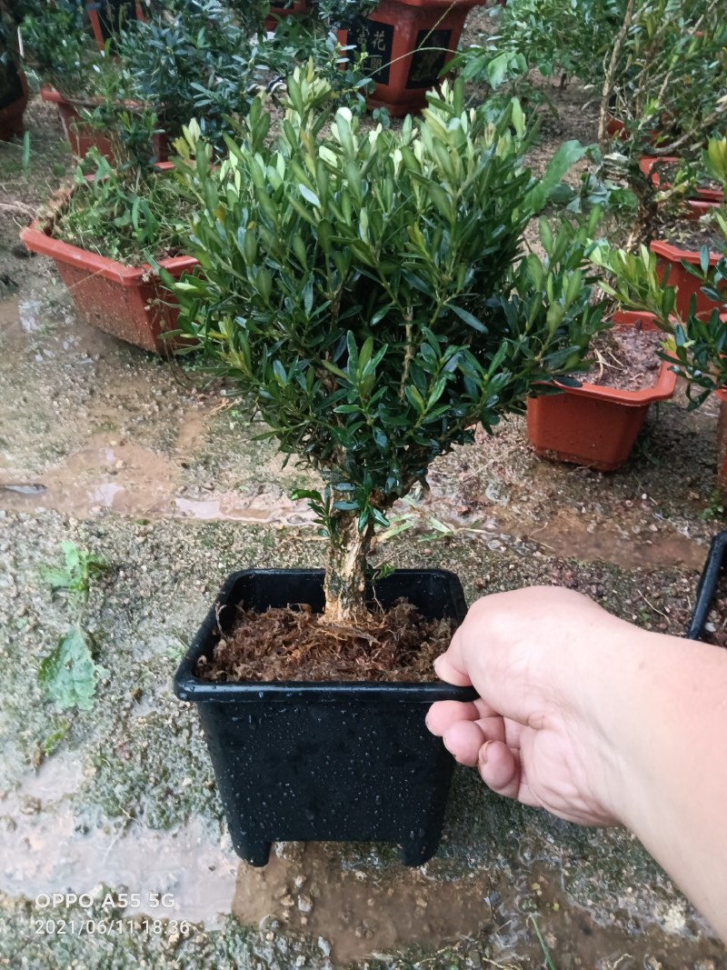雀舌小叶黄杨