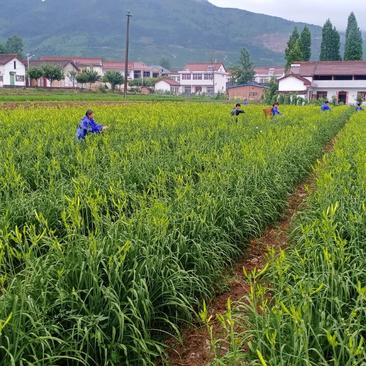 【优选】黄花菜大量有货产地直销可视频看货欢迎来电