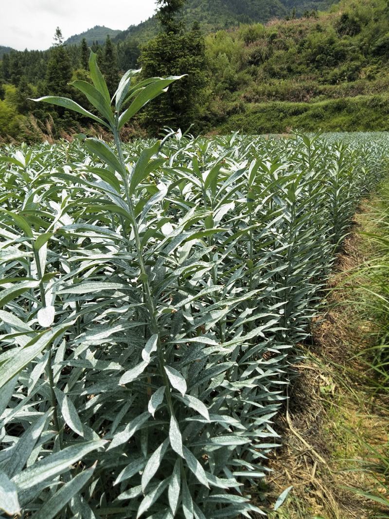 高山龙牙百合