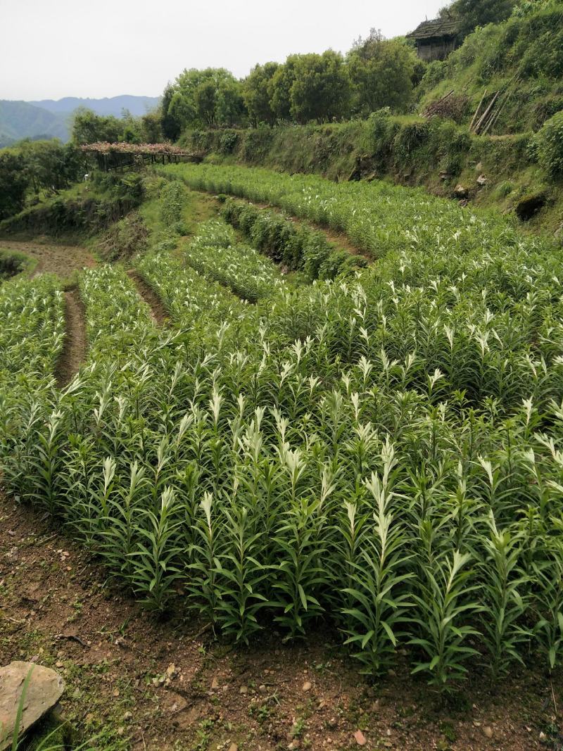 高山龙牙百合