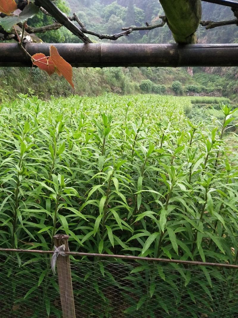 高山龙牙百合