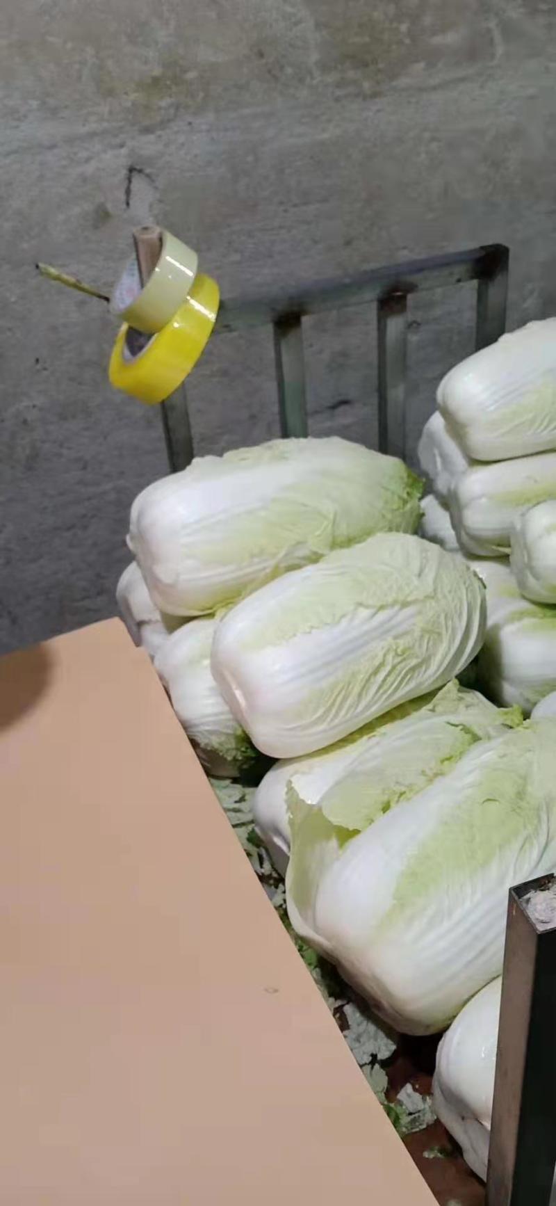 黄心菜产地一手货源保质保量欢迎咨询订购