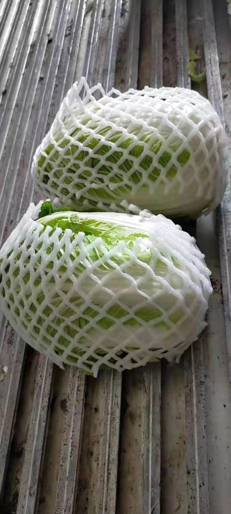 黄心菜产地一手货源保质保量欢迎咨询订购