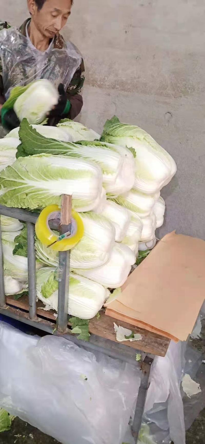 黄心菜产地一手货源保质保量欢迎咨询订购