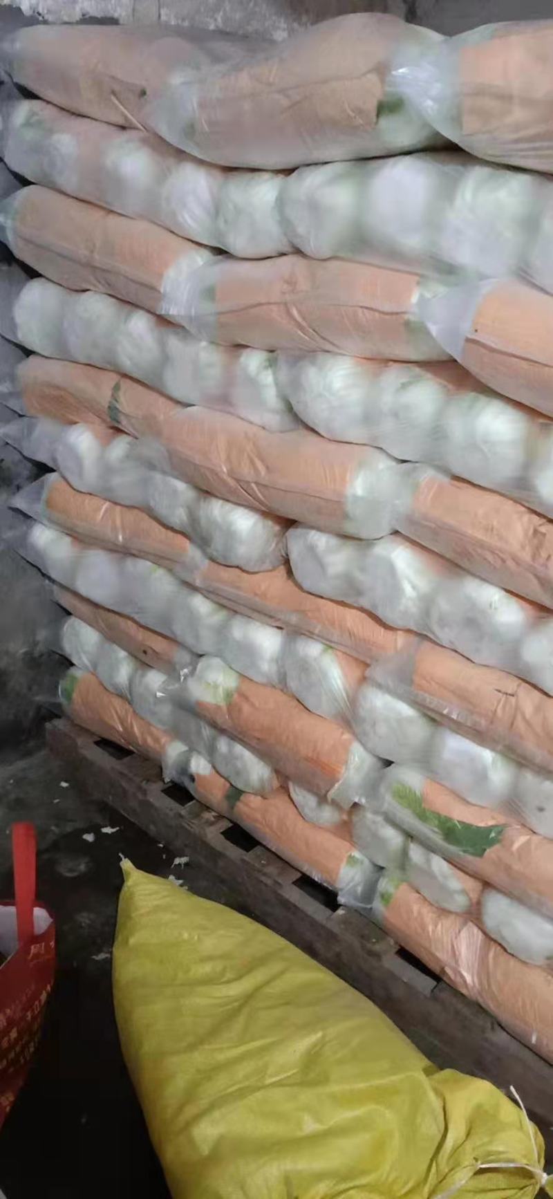 黄心菜产地一手货源保质保量欢迎咨询订购