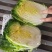 奶白菜五号白菜大白菜毛白菜竹筒菜欢迎咨询订购