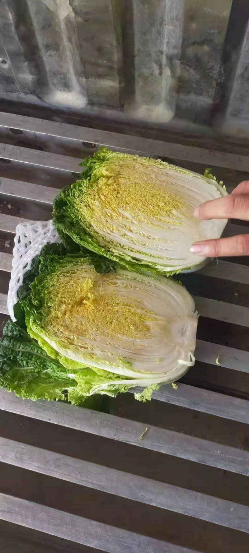 奶白菜五号白菜大白菜毛白菜竹筒菜欢迎咨询订购