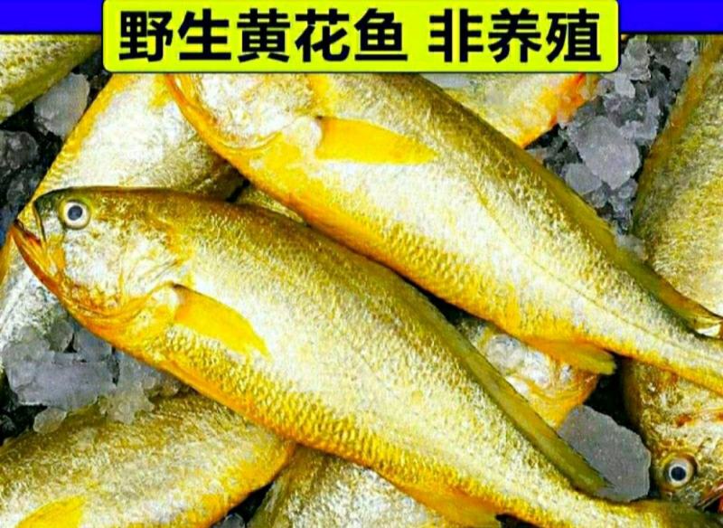 黄花鱼新鲜小黄花鱼新鲜营养美味6斤1件冻鲜发货包邮