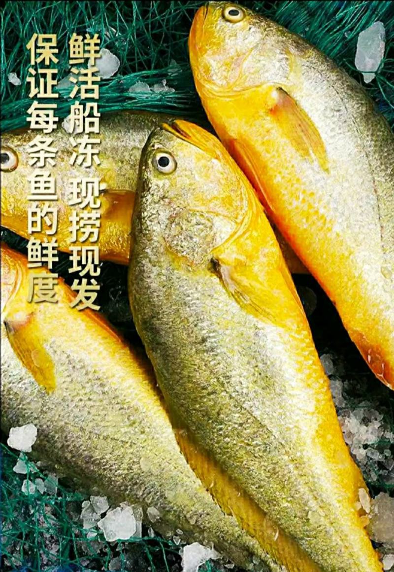 黄花鱼新鲜小黄花鱼新鲜营养美味6斤1件冻鲜发货包邮