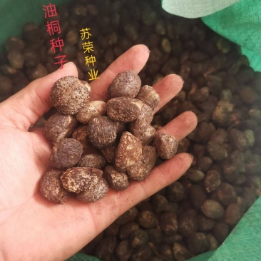 油桐油桐种子油桐树桐油树桐子树光桐当年新采种子