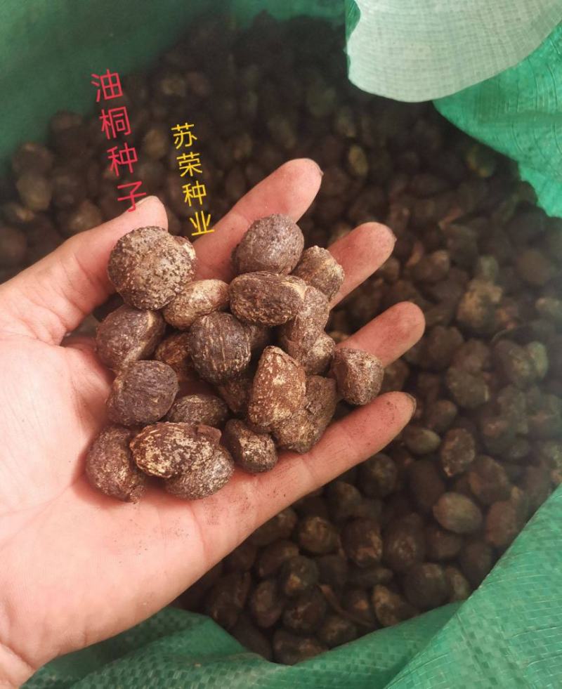 油桐油桐种子油桐树桐油树桐子树光桐当年新采种子