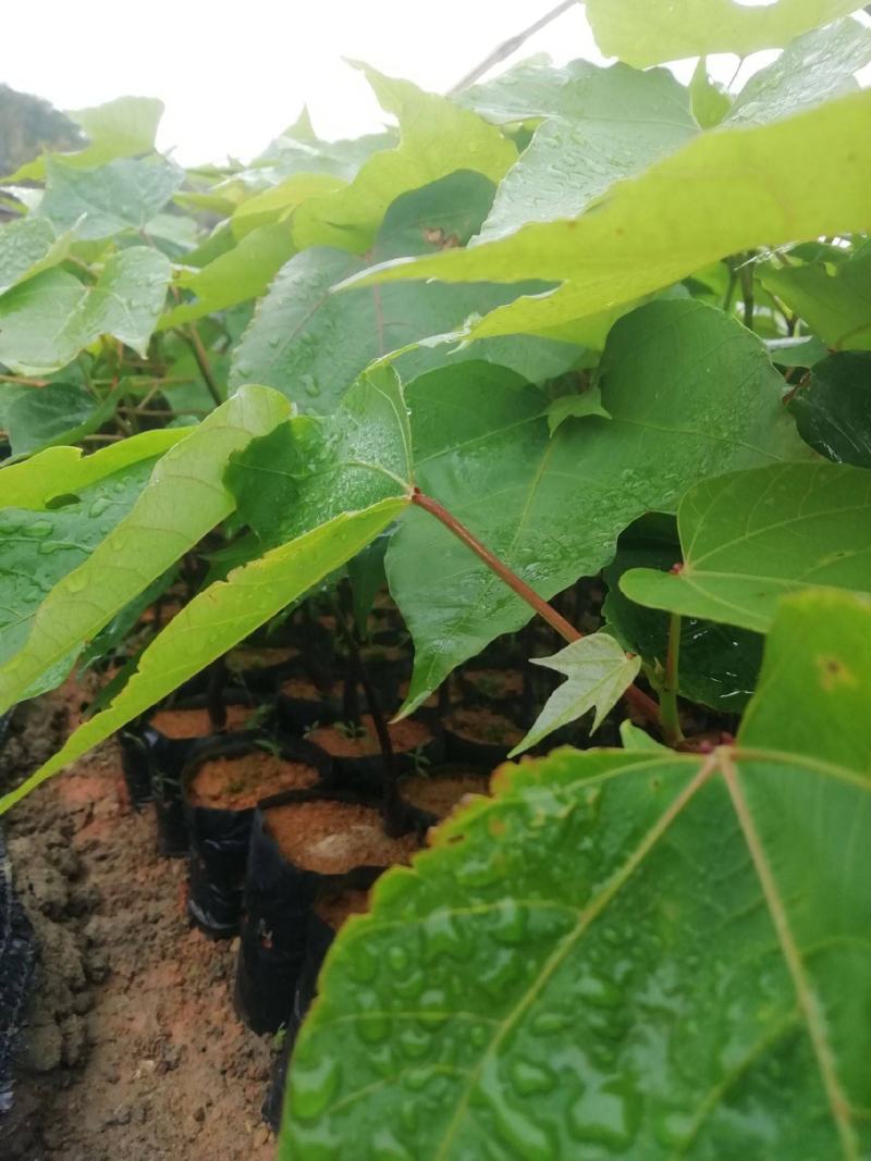 油桐油桐种子油桐树桐油树桐子树光桐当年新采种子