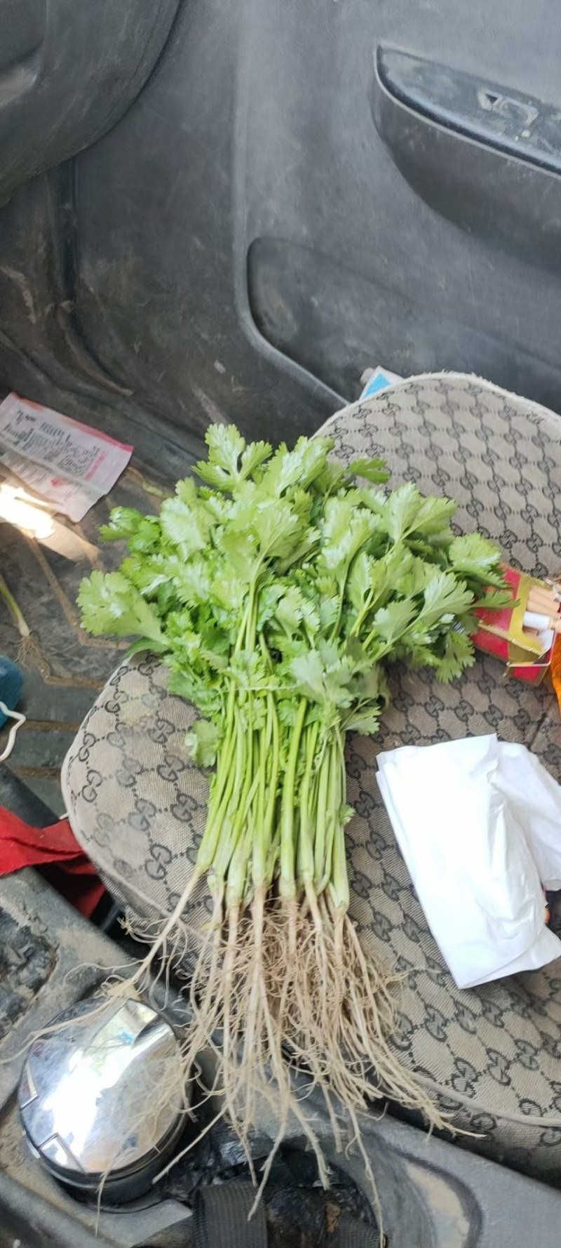 新民地产香菜大量上市，保质保量，欢迎前来预订